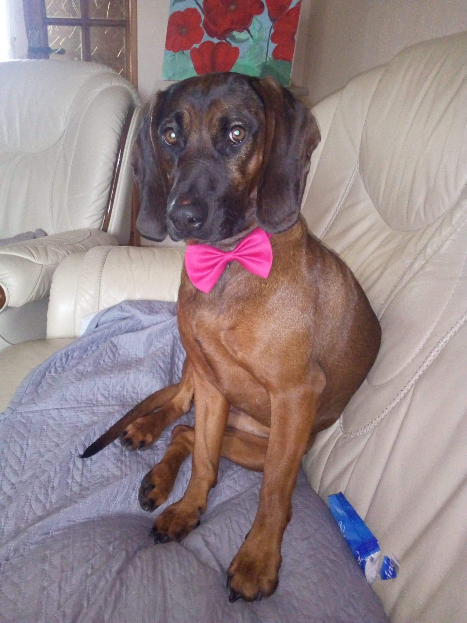 Nala Du Bois D'hingry