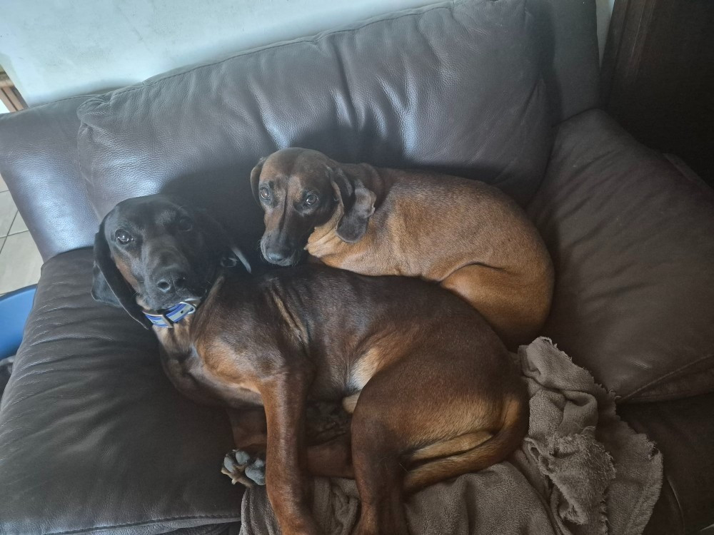 Des futurs chiots....