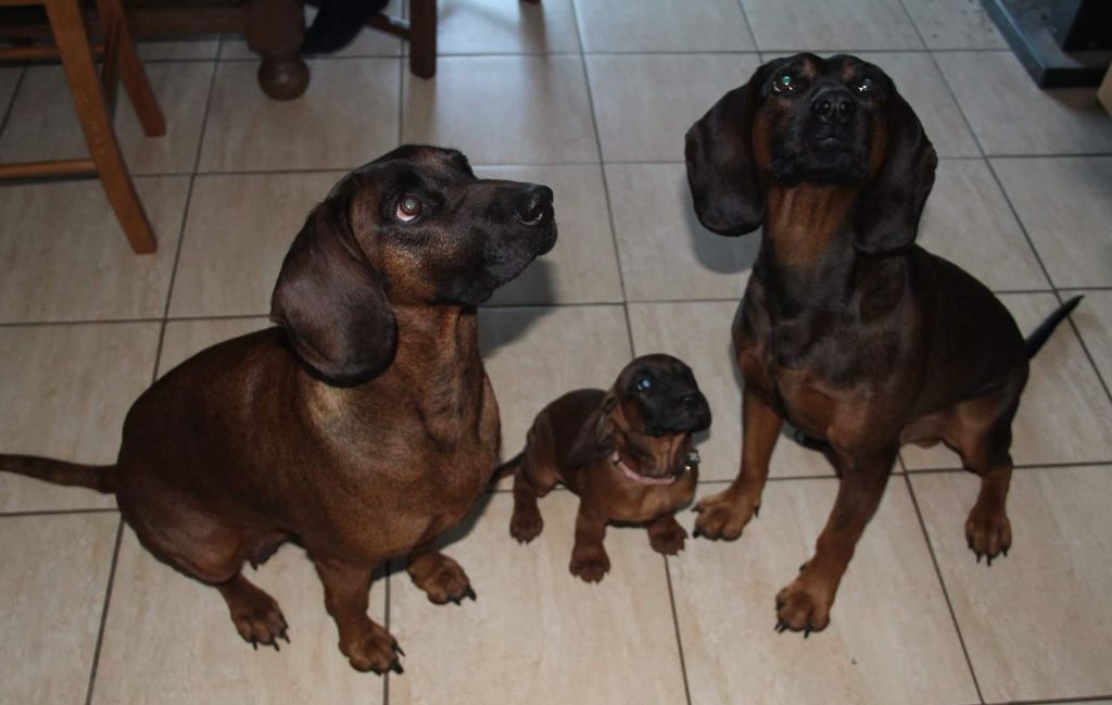 Jibrile en famille