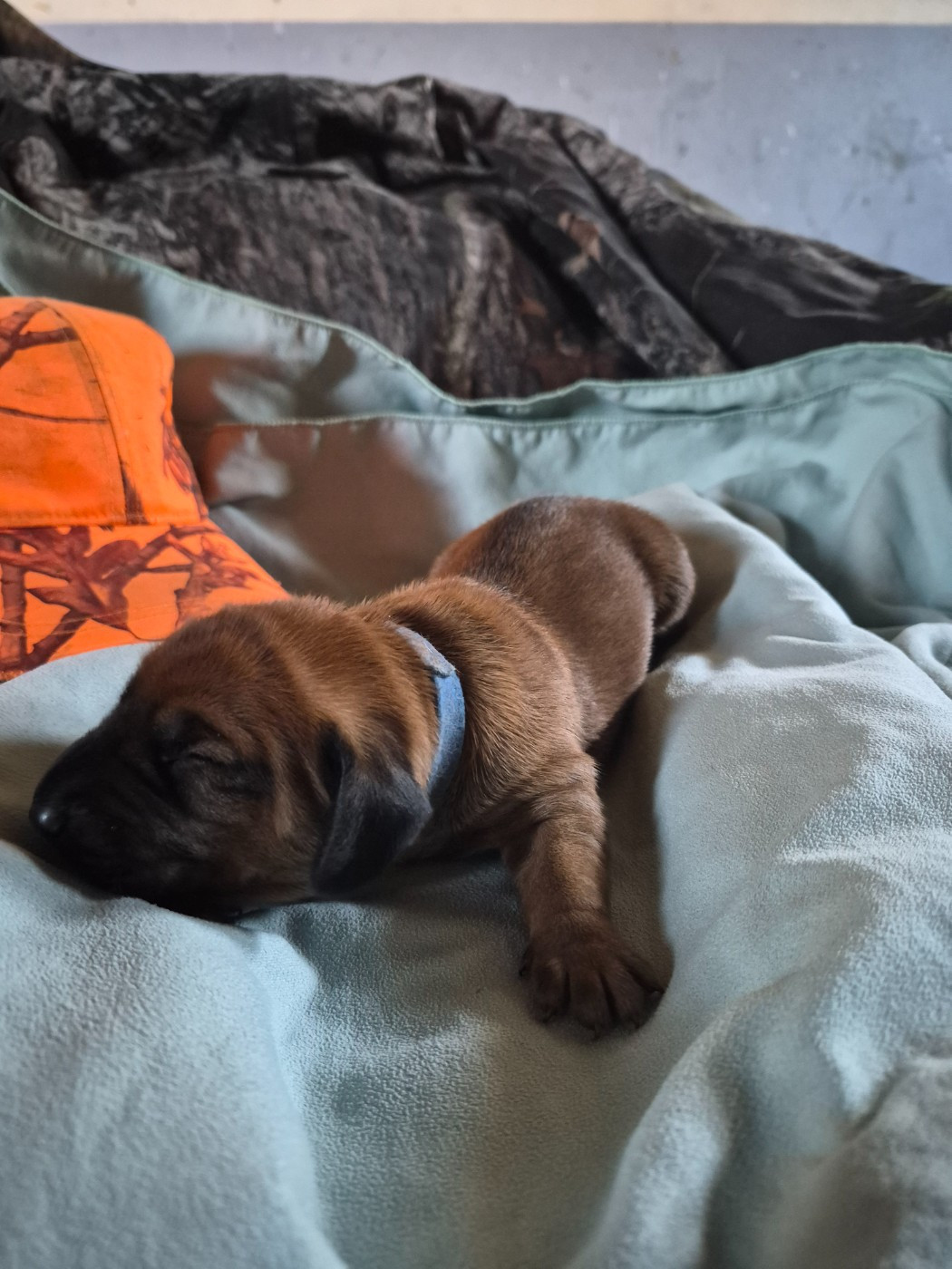 Du Bois D'hingry - Chiots disponibles - chien de Rouge de Baviere