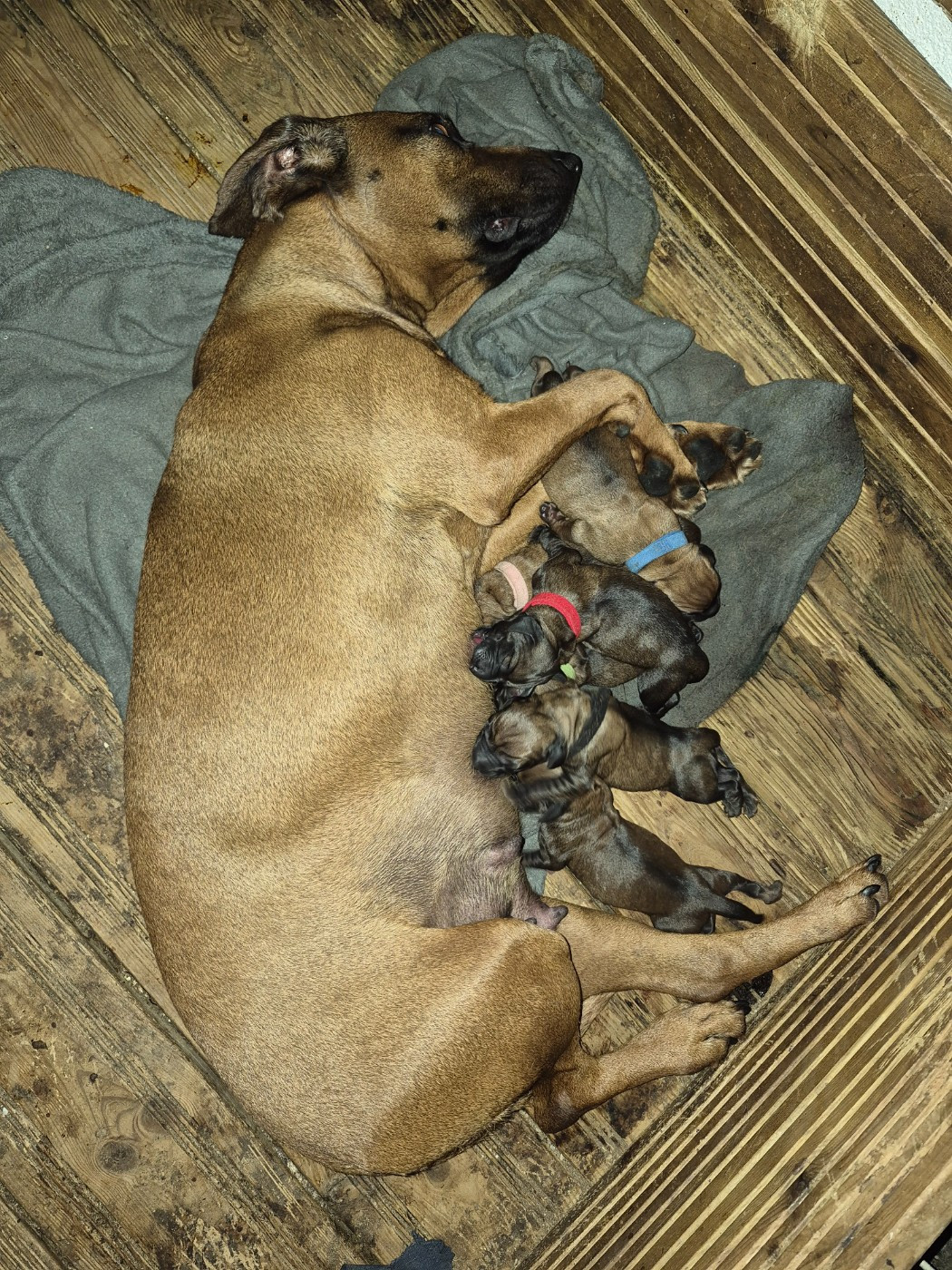 Chiot chien de Rouge de Baviere Du Bois D'hingry